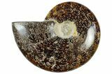 Polished Cretaceous Ammonite (Cleoniceras) Fossil - Madagascar #312206-1